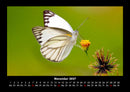 Bunte Pracht der Schmetterlinge Fotokalender 2027 - 11