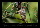 Bunte Pracht der Schmetterlinge Fotokalender 2027 - 4