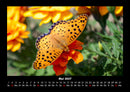 Bunte Pracht der Schmetterlinge Fotokalender 2027 - 5