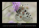 Bunte Pracht der Schmetterlinge Fotokalender 2027 - 6