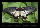 Bunte Pracht der Schmetterlinge Fotokalender 2027 - 7
