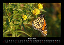 Bunte Pracht der Schmetterlinge Fotokalender 2027 - 8