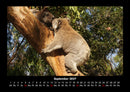 Koala Fotokalender 2027 - 9
