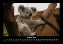 Koala Fotokalender 2027 - 10