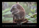 Koala Fotokalender 2027 - 1