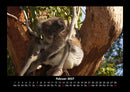 Koala Fotokalender 2027 - 2