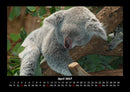 Koala Fotokalender 2027 - 4