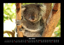 Koala Fotokalender 2027 - 6