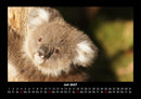 Koala Fotokalender 2027 - 7