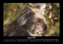 Koala Fotokalender 2027 - 8