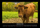 Tiere auf dem Bauernhof Fotokalender 2027 - 9