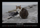 Tiere auf dem Bauernhof Fotokalender 2027 - 12