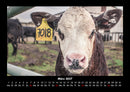 Tiere auf dem Bauernhof Fotokalender 2027 - 3