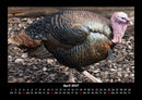 Tiere auf dem Bauernhof Fotokalender 2027 - 4