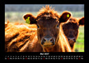 Tiere auf dem Bauernhof Fotokalender 2027 - 5