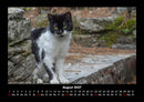 Tiere auf dem Bauernhof Fotokalender 2027 - 8