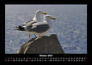 Möwen Fotokalender 2027 - 10