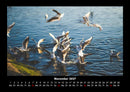 Möwen Fotokalender 2027 - 11
