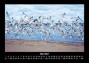 Möwen Fotokalender 2027 - 5