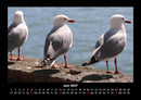 Möwen Fotokalender 2027 - 6