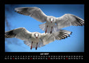 Möwen Fotokalender 2027 - 7