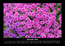 Pflanzen und Blüten Fotokalender 2027 - 11
