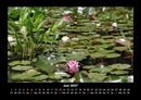 Pflanzen und Blüten Fotokalender 2027 - 6