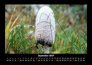 Pilzkalender Fotokalender 2027 - 9