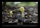 Pilzkalender Fotokalender 2027 - 10