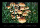 Pilzkalender Fotokalender 2027 - 2