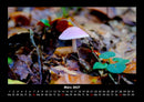 Pilzkalender Fotokalender 2027 - 3