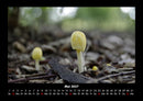 Pilzkalender Fotokalender 2027 - 5