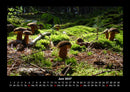 Pilzkalender Fotokalender 2027 - 6