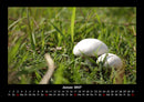 Bilder aus der Natur Fotokalender 2027 - 1