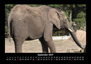 Elefanten  Fotokalender 2027 - 9