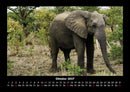 Elefanten  Fotokalender 2027 - 10