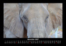 Elefanten  Fotokalender 2027 - 11
