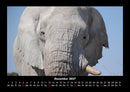 Elefanten  Fotokalender 2027 - 12