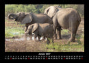 Elefanten  Fotokalender 2027 - 1
