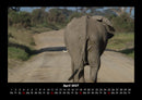 Elefanten  Fotokalender 2027 - 4