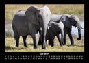 Elefanten  Fotokalender 2027 - 7
