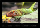 Tierkalender Fotokalender 2027 - 12