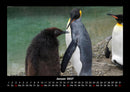 Tierkalender Fotokalender 2027 - 1