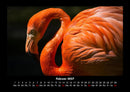 Tierkalender Fotokalender 2027 - 2