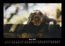 Tierkalender Fotokalender 2027 - 4