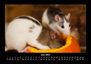 Tierkalender Fotokalender 2027 - 6