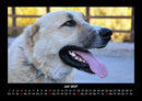 Tierkalender Fotokalender 2027 - 7