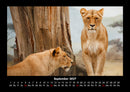 Löwen in der Wildnis Fotokalender 2027 - 9