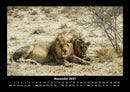 Löwen in der Wildnis Fotokalender 2027 - 11