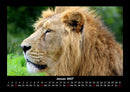 Löwen in der Wildnis Fotokalender 2027 - 1
